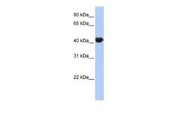 ZNF3 Rabbit anti-Human, Polyclonal, Novus Biologicals 0.1 mL | Buy Online | Novus Biologicals | Fisher Scientific